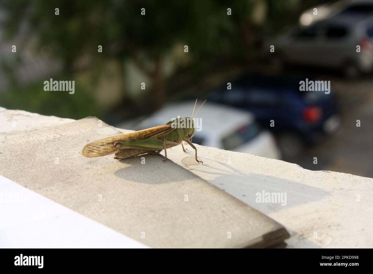 Locusta migratoria manilensis (Locusta migratoria manilensis) soleil matinal : (pix Sanjiv Shukla) Banque D'Images