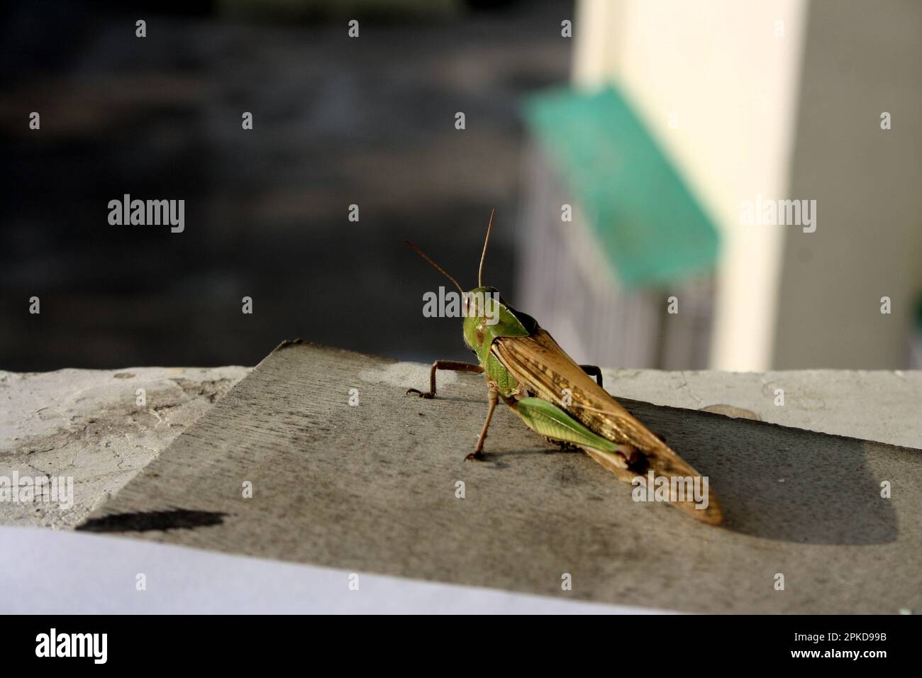 Locusta migratoria manilensis (Locusta migratoria manilensis) soleil matinal : (pix Sanjiv Shukla) Banque D'Images