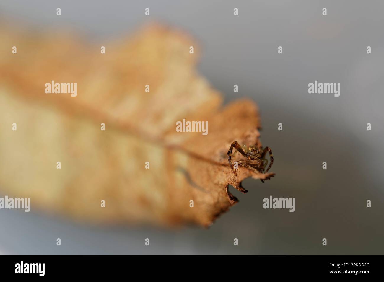 Une araignée de crabe regarde la caméra, elle a les yeux les plus beaux. Ce cliché de macro permet également de rétrograder la profondeur de champ. Banque D'Images