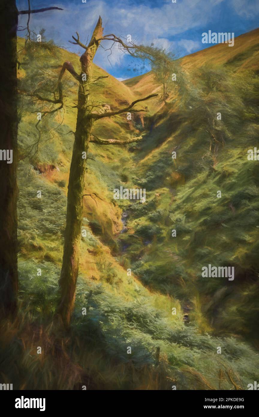 La peinture numérique d'un pin endommagé entoure une petite cascade qui s'enfond sur le flanc d'une colline dans le parc national de Peak District. Banque D'Images
