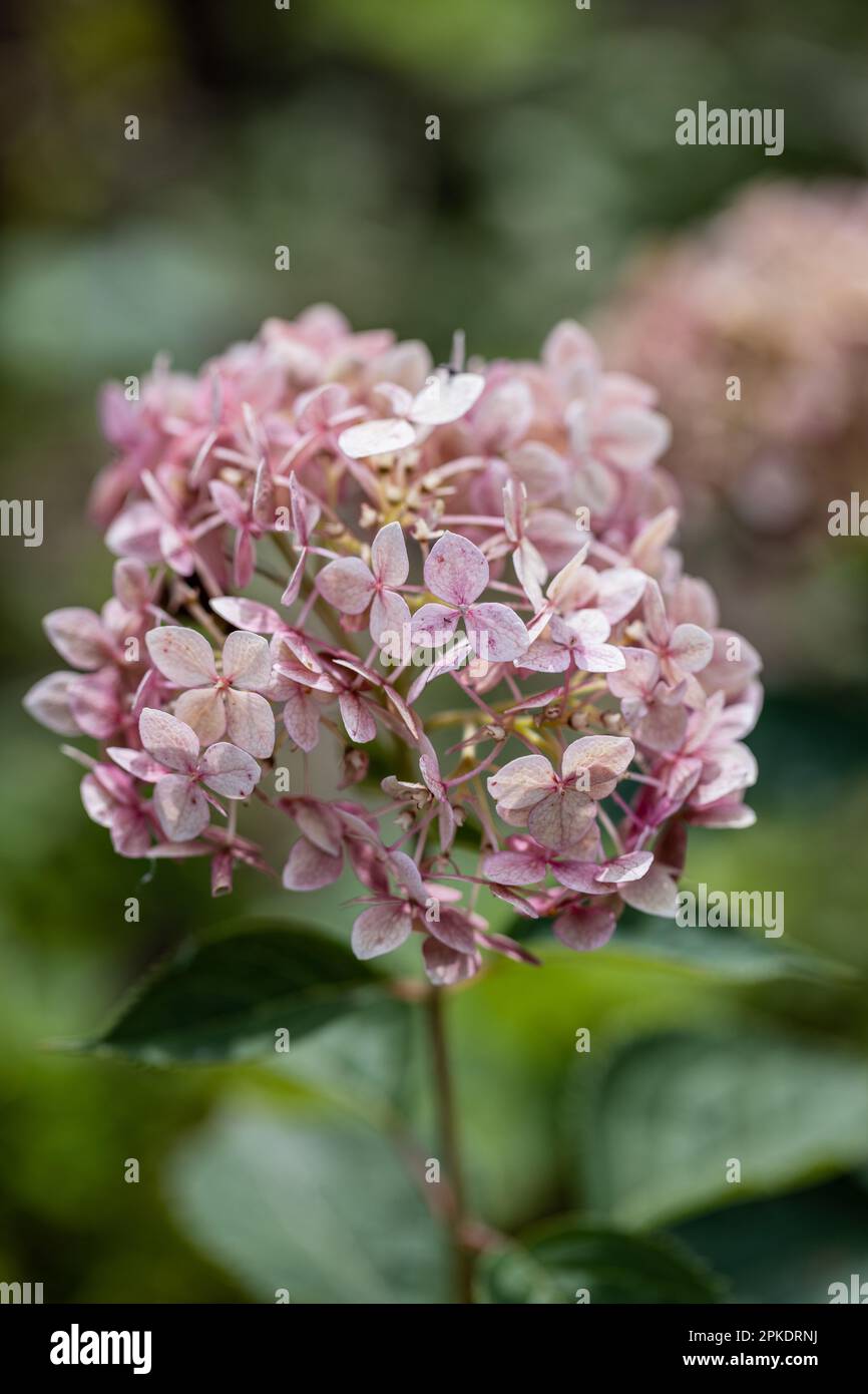 Hydrangea arborescens Incrediball Blush, Sweet Annabelle dans les fleurs de jardin Banque D'Images