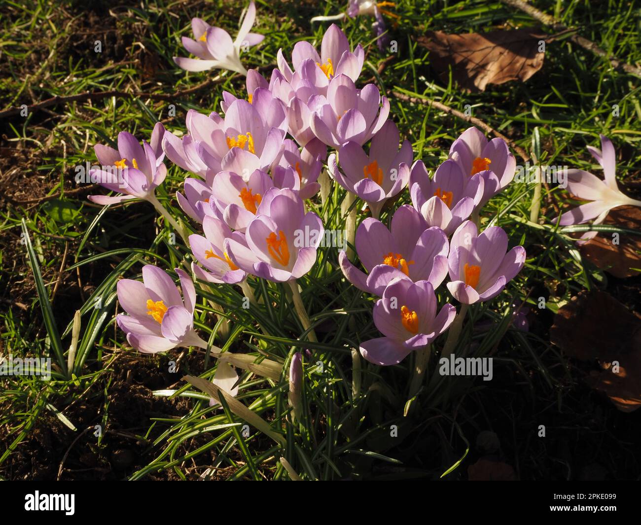 Le groupe de fleurs de crocus, aux rayons du soleil, est annonciateur de l'avènement du printemps. Somerset, février 2023. Banque D'Images