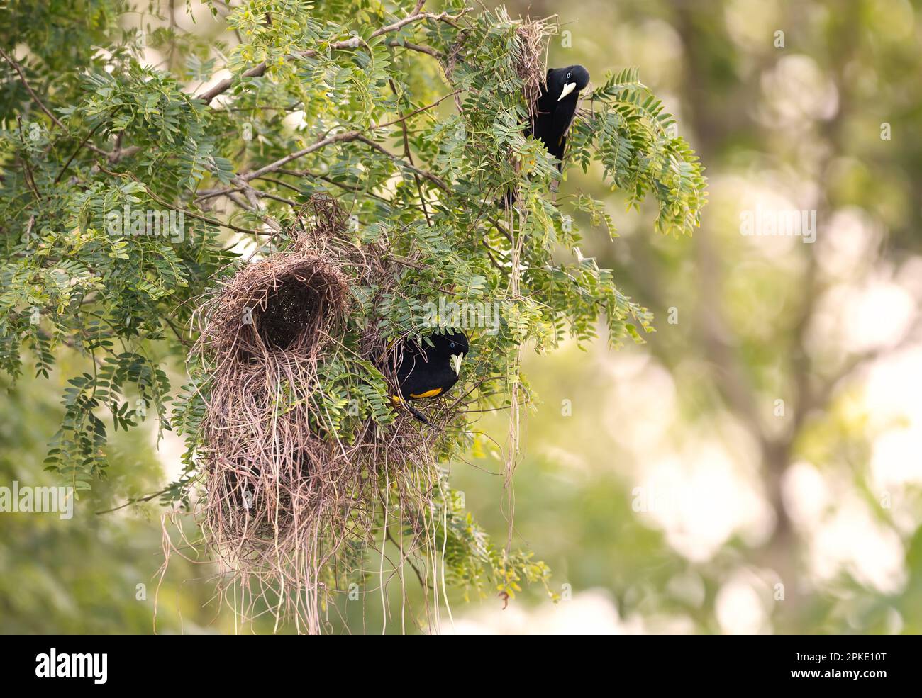 Gros plan de la ponte cacique à rumpes jaunes, Pantanal, Brésil. Banque D'Images