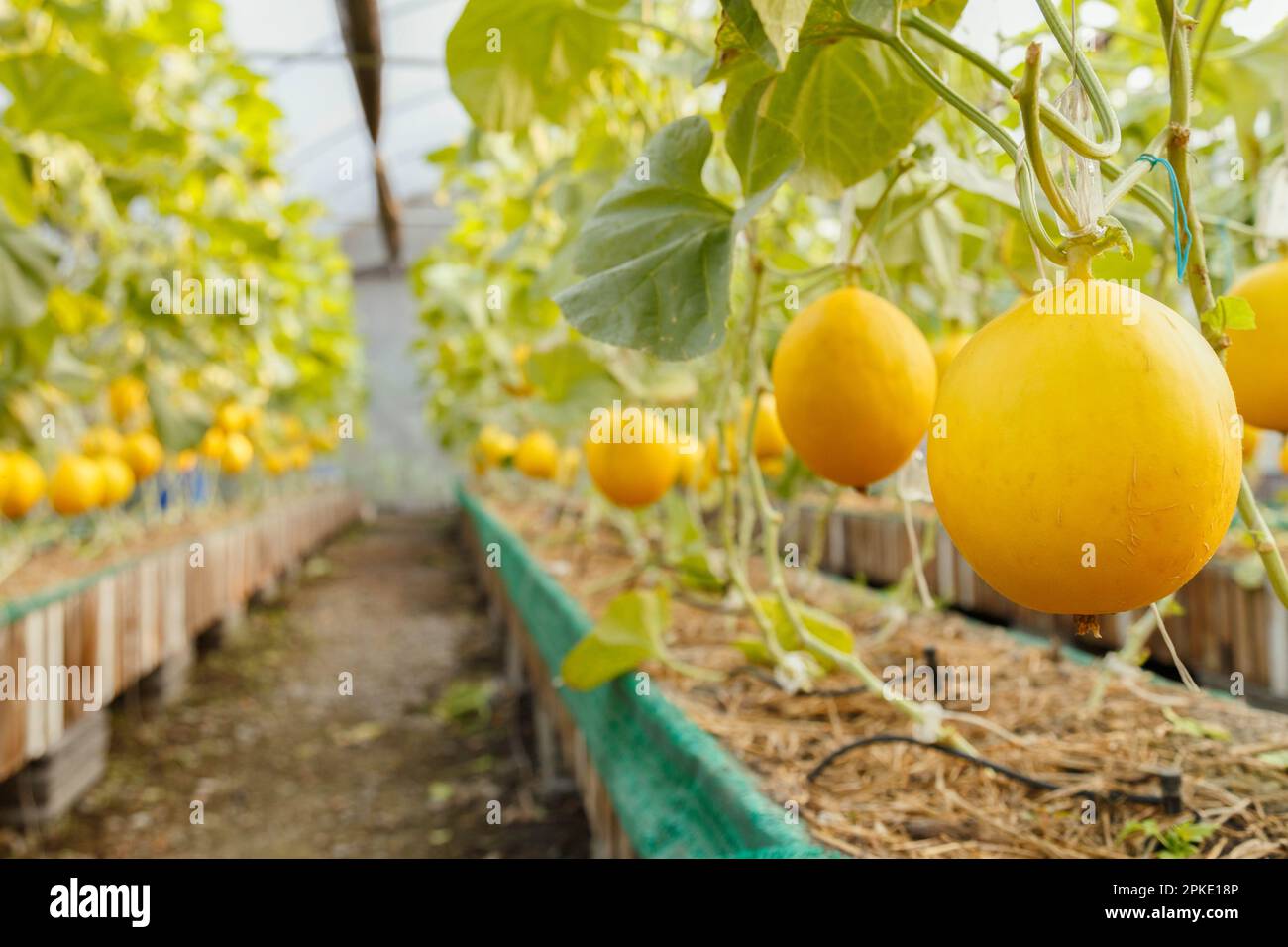 Produits frais bio melon cantaloup jaune ou doré melon prêt à la récolte dans la serre à la ferme. L'agriculture et de melon fruit farm concept Banque D'Images
