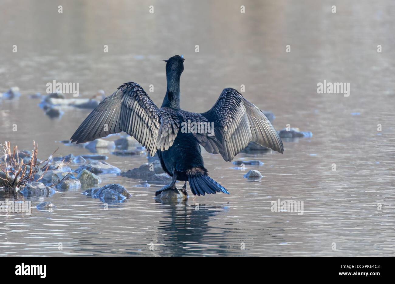 Cormorant à double crête séchant leurs ailes sur un étang local au Canada Banque D'Images