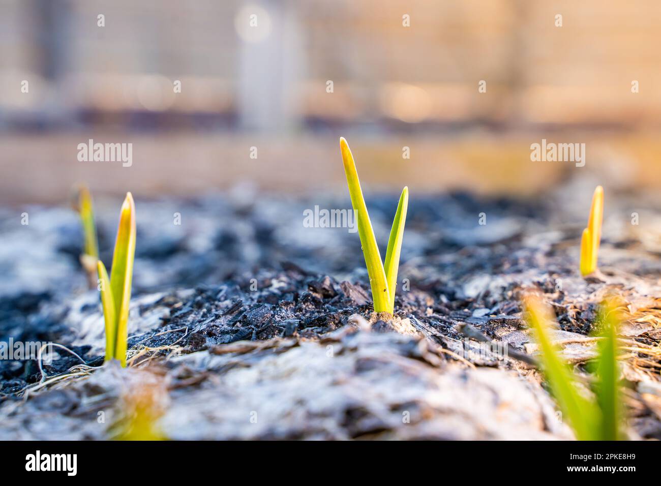 De l'ail vert a jasté dans le jardin à travers le feuillage sec au printemps. Le premier jour chaud et les plantes commencent à croître Banque D'Images