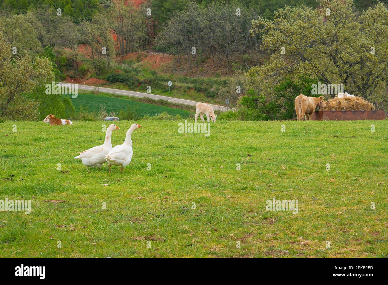 Animaux de la ferme. Banque D'Images