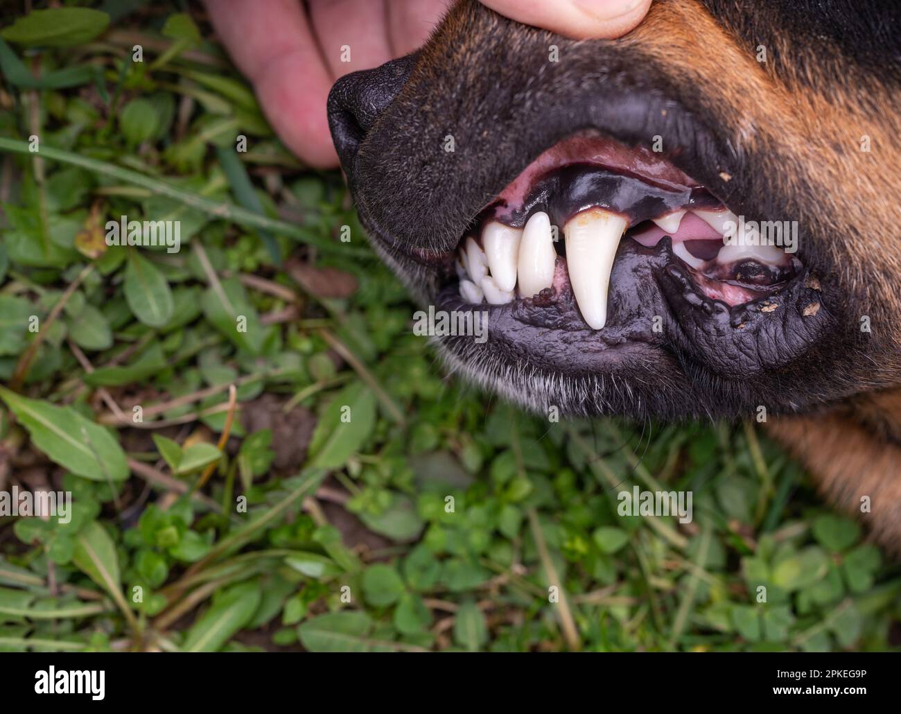 Caries dentaires dents de chien gros plan. Banque D'Images