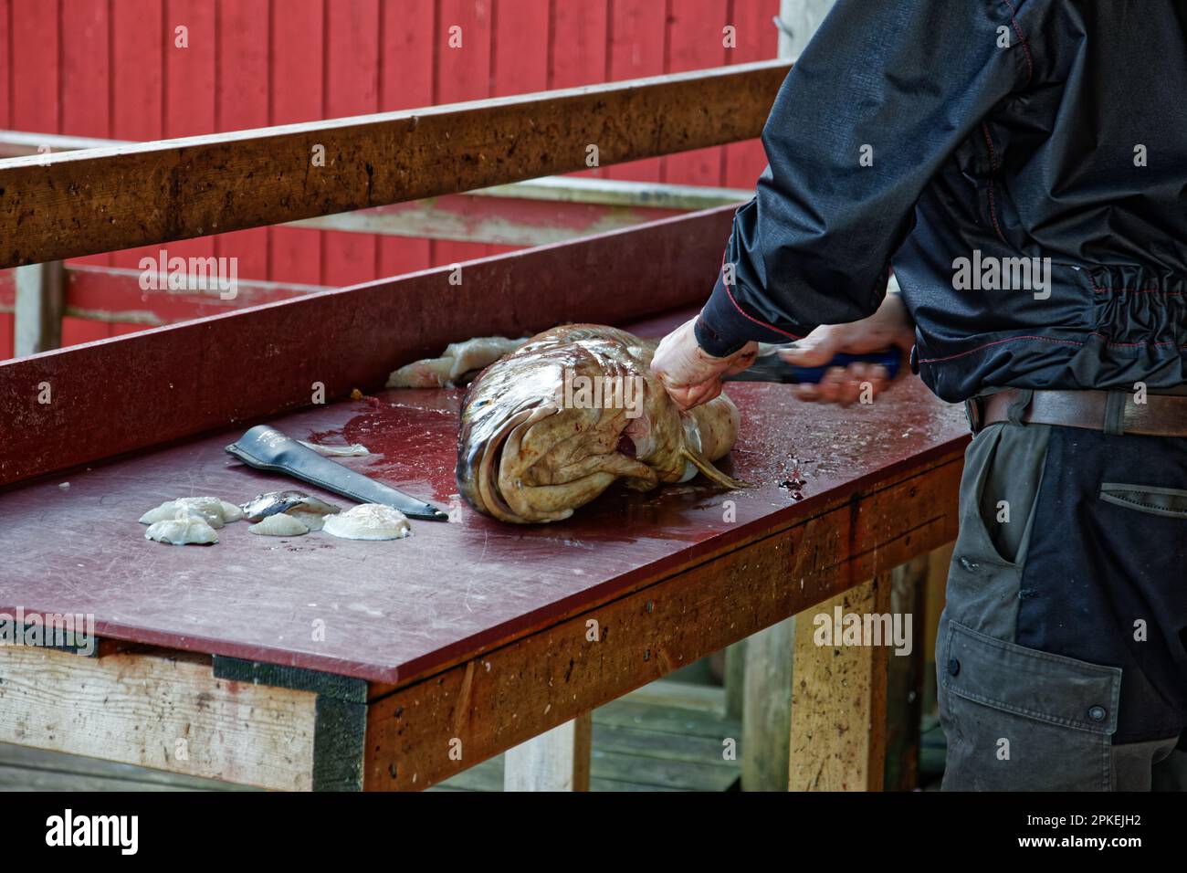 Un pêcheur traite un poisson fraîchement pêché à Å, île de Moskenesøya, Lofoten, Norvège Banque D'Images