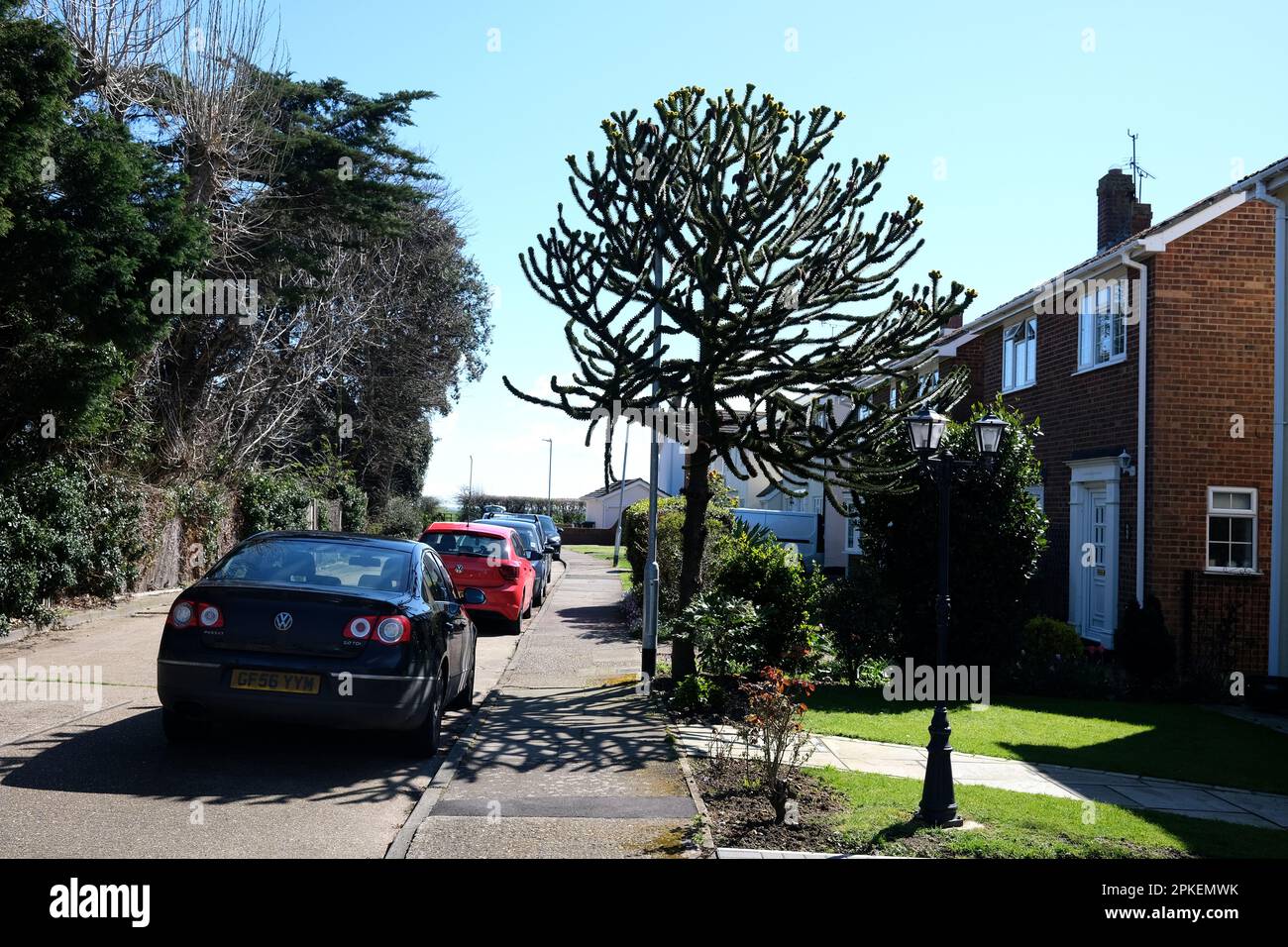 propriété résidentielle et un arbre de casse-tête de singe dans bishopstone, baie de herne, est de kent, royaume-uni avril 2023 Banque D'Images