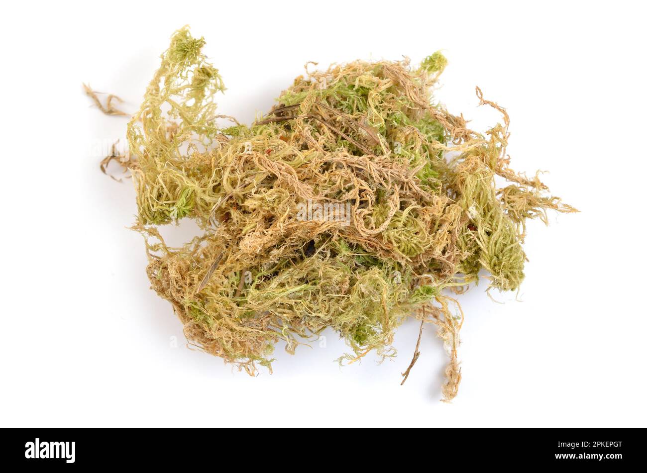 Mousses de phagnum ou de sphagnum séchées, également mousses de tourbières et de papillotes. Isolé. Banque D'Images