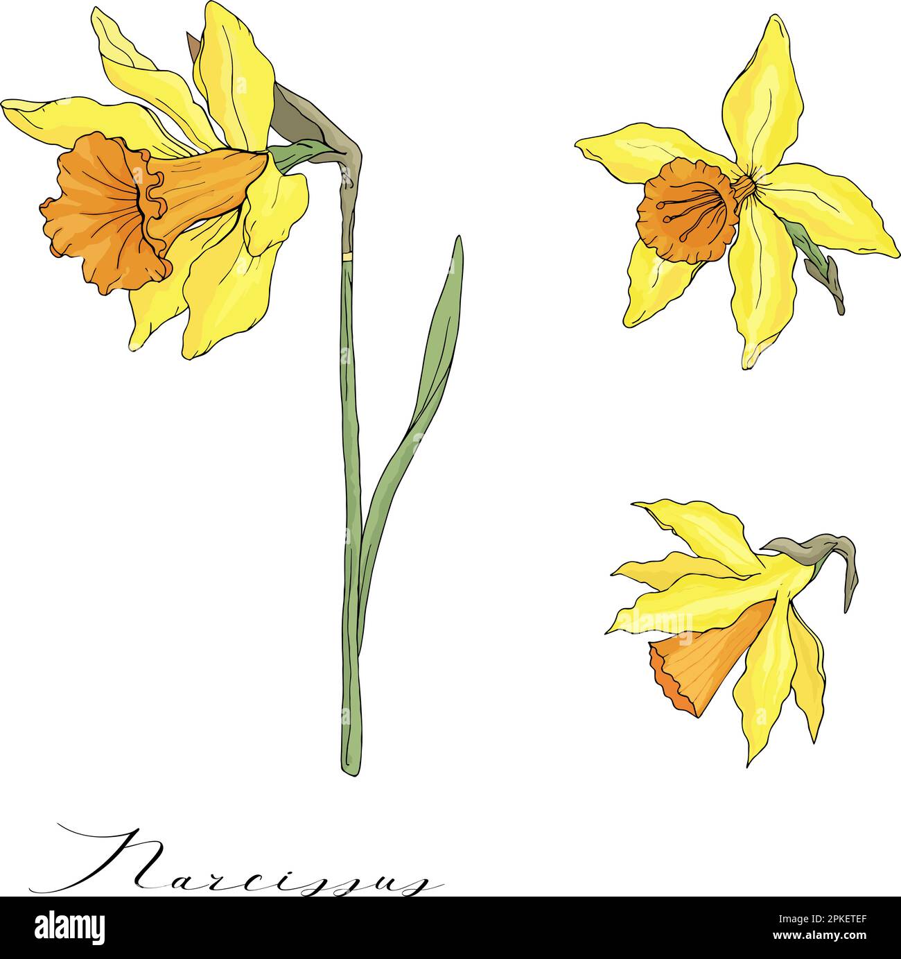 Narcisse vectorisée à la main sur fond blanc Illustration de Vecteur