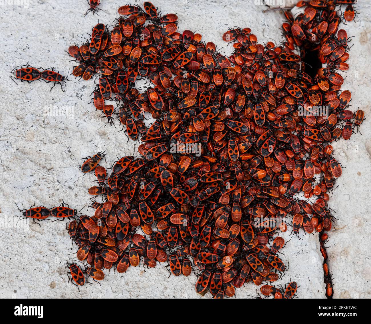 grande colonie de coléoptères rouges et noirs sur une pierre Banque D'Images
