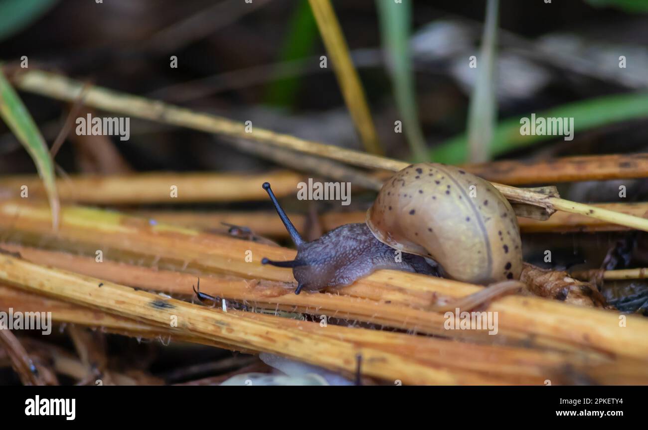 un escargot rampe sur le sol pluvieux temps pluvieux. Banque D'Images