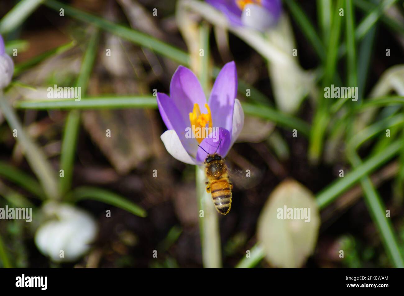 des abeilles sauvages se hissent devant une fleur de crocus Banque D'Images