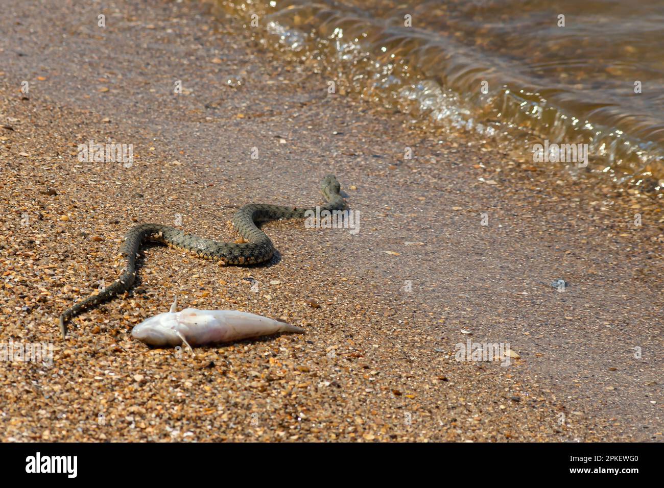 Natrix tessellata serpent d'eau sur la plage. Banque D'Images