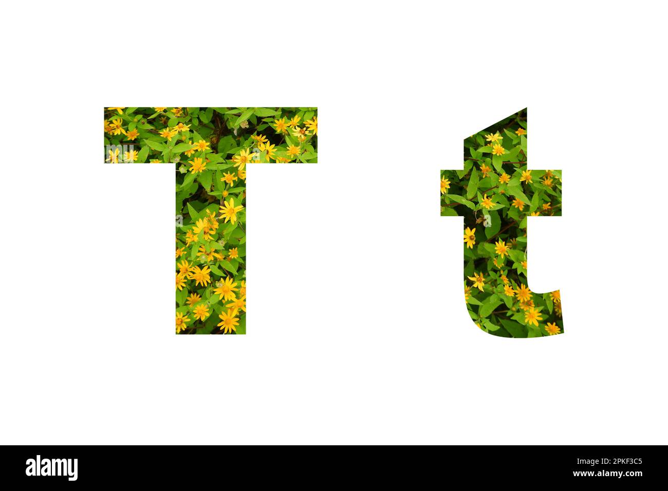 Police de fleurs Alphabet T isolé sur fond blanc fait de vraies fleurs jaunes vivantes Banque D'Images