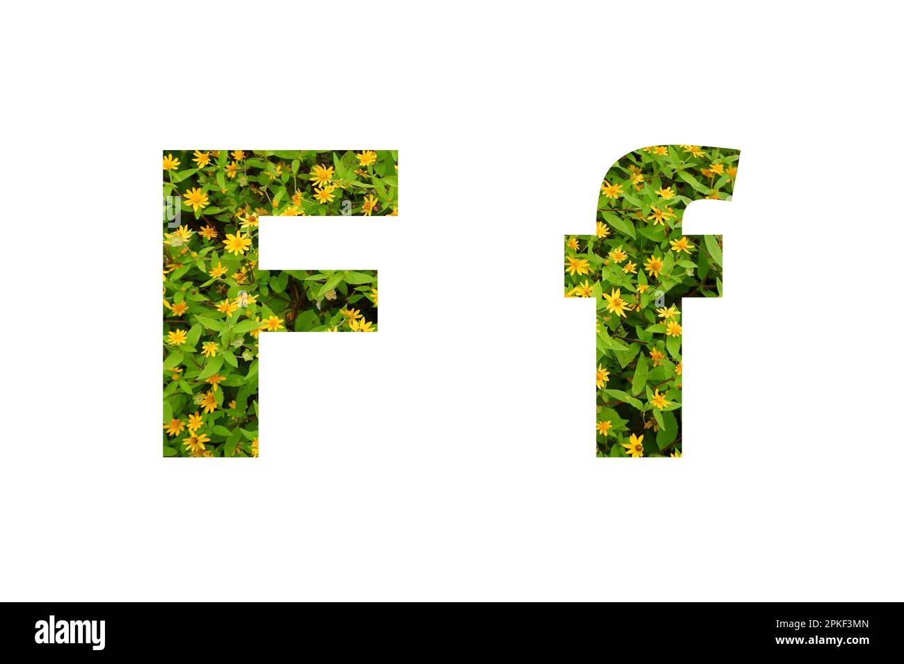 Police de fleurs Alphabet F isolé sur fond blanc fait de vraies fleurs jaunes vivantes Banque D'Images