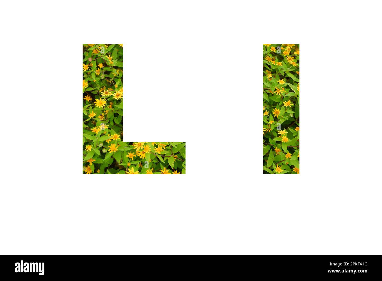 Police de fleurs Alphabet L isolé sur fond blanc fait de vraies fleurs jaunes vivantes Banque D'Images