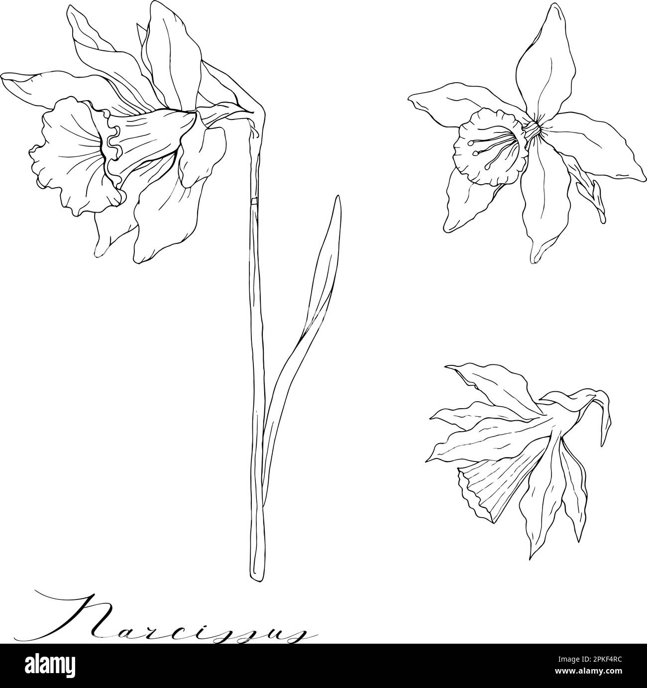 Narcisse noir et blanc isolé sur fond blanc Illustration de Vecteur