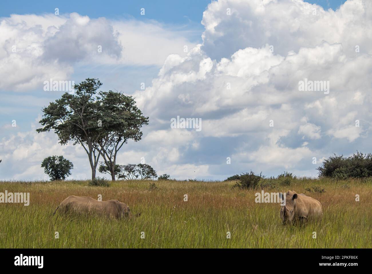 Rhinocéros blanc ou rhinocéros à lèvres carrées (Ceratotherium simum) à Imire Rhino & Wildlife Conservancy, Zimbabwe Banque D'Images