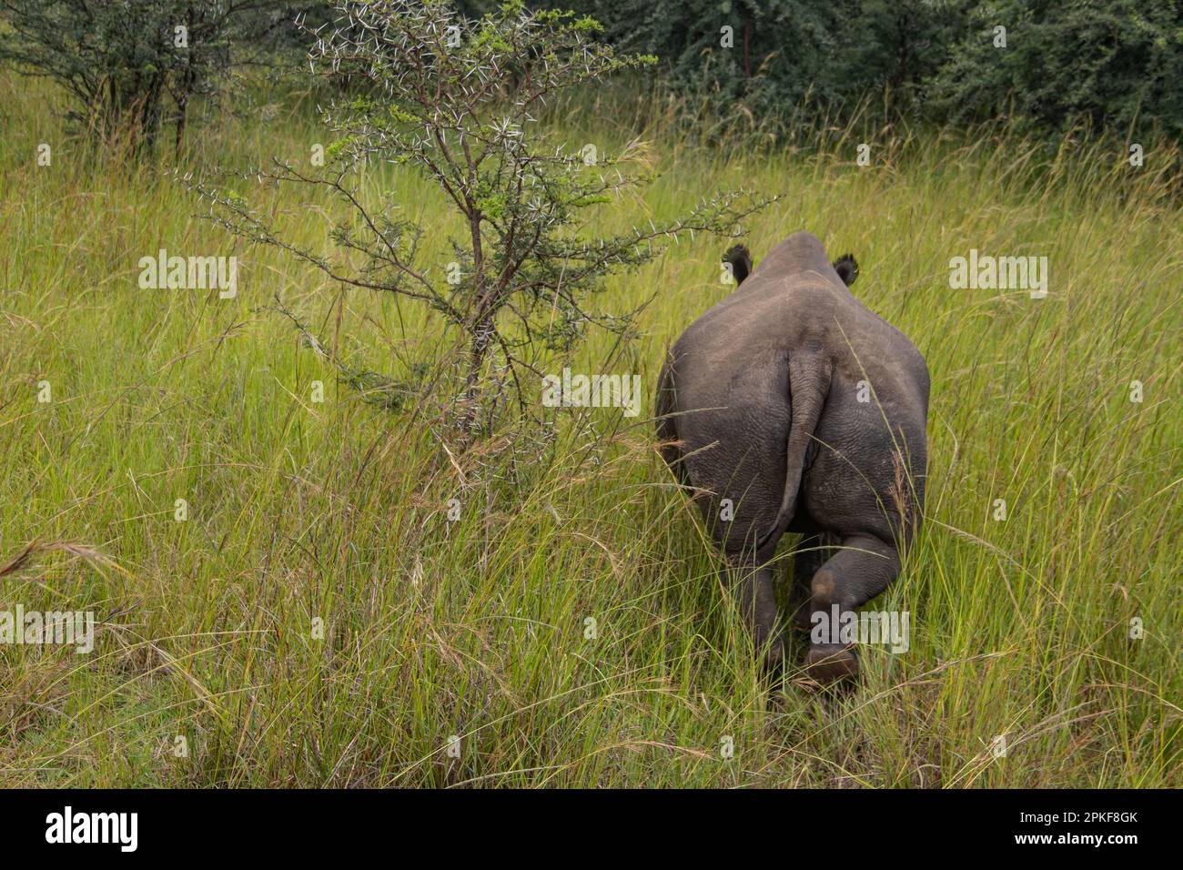 Rhinocéros blanc ou rhinocéros à lèvres carrées (Ceratotherium simum) à Imire Rhino & Wildlife Conservancy, Zimbabwe, espèce en voie de disparition Banque D'Images