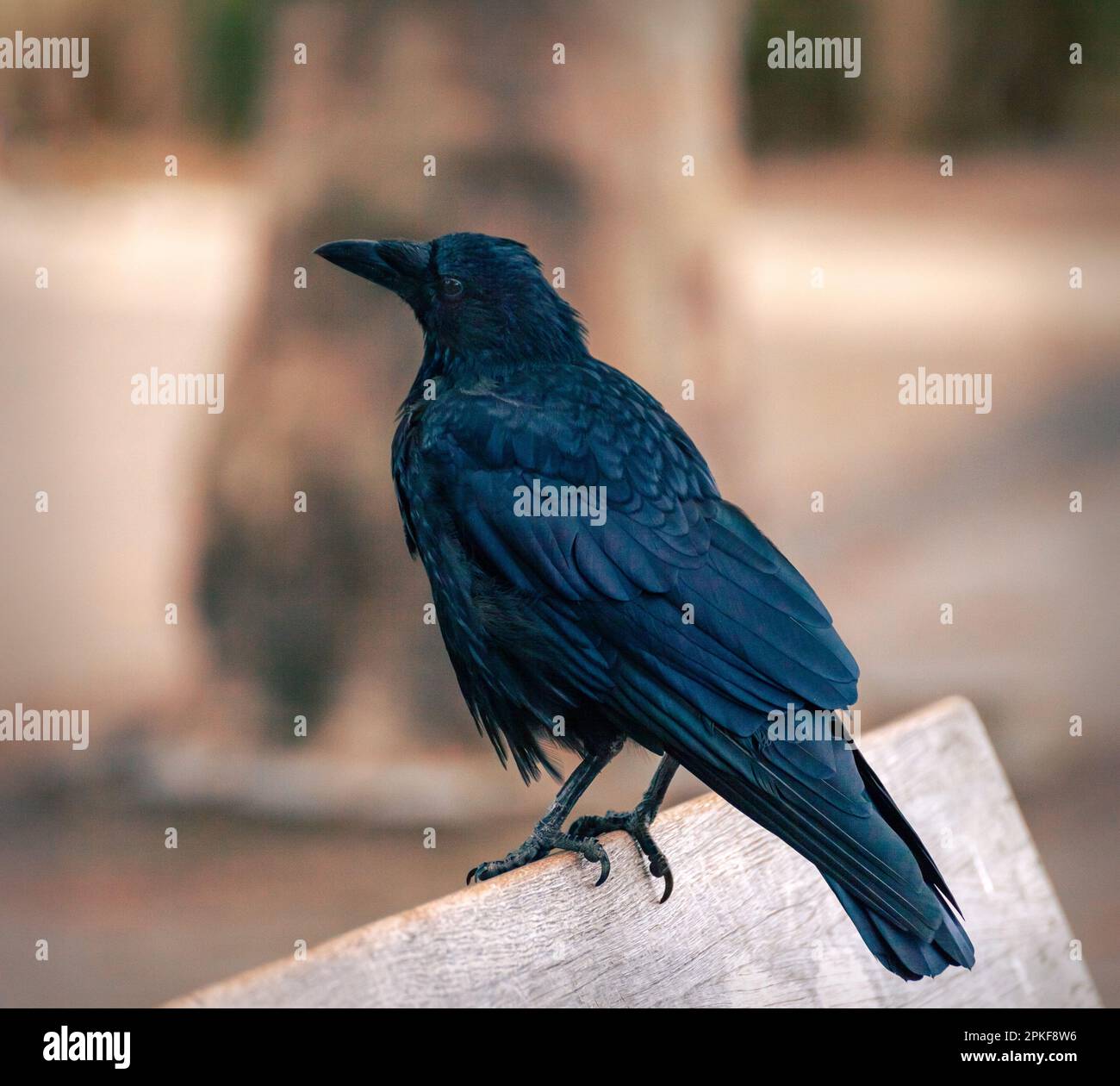Vue rapprochée d'un corbeau de charrion. Banque D'Images