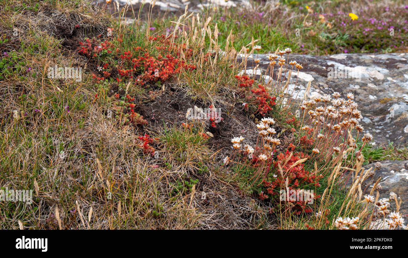 Une variété de fleurs sauvages communes dans le sud de l'Irlande. Belles plantes colorées. Paysage. Fleurs rouges et jaunes, herbe Banque D'Images