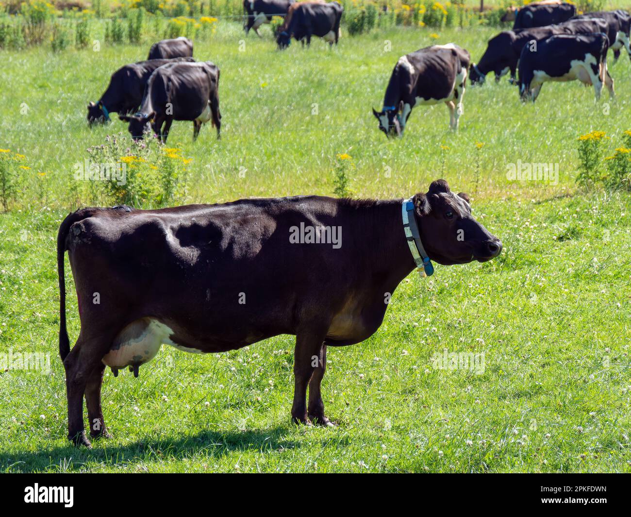 Une vache mange de l'herbe dans un champ. Élevage irlandais. Paysage agricole. Bétail dans la prairie, vache sur le champ d'herbe verte. Banque D'Images