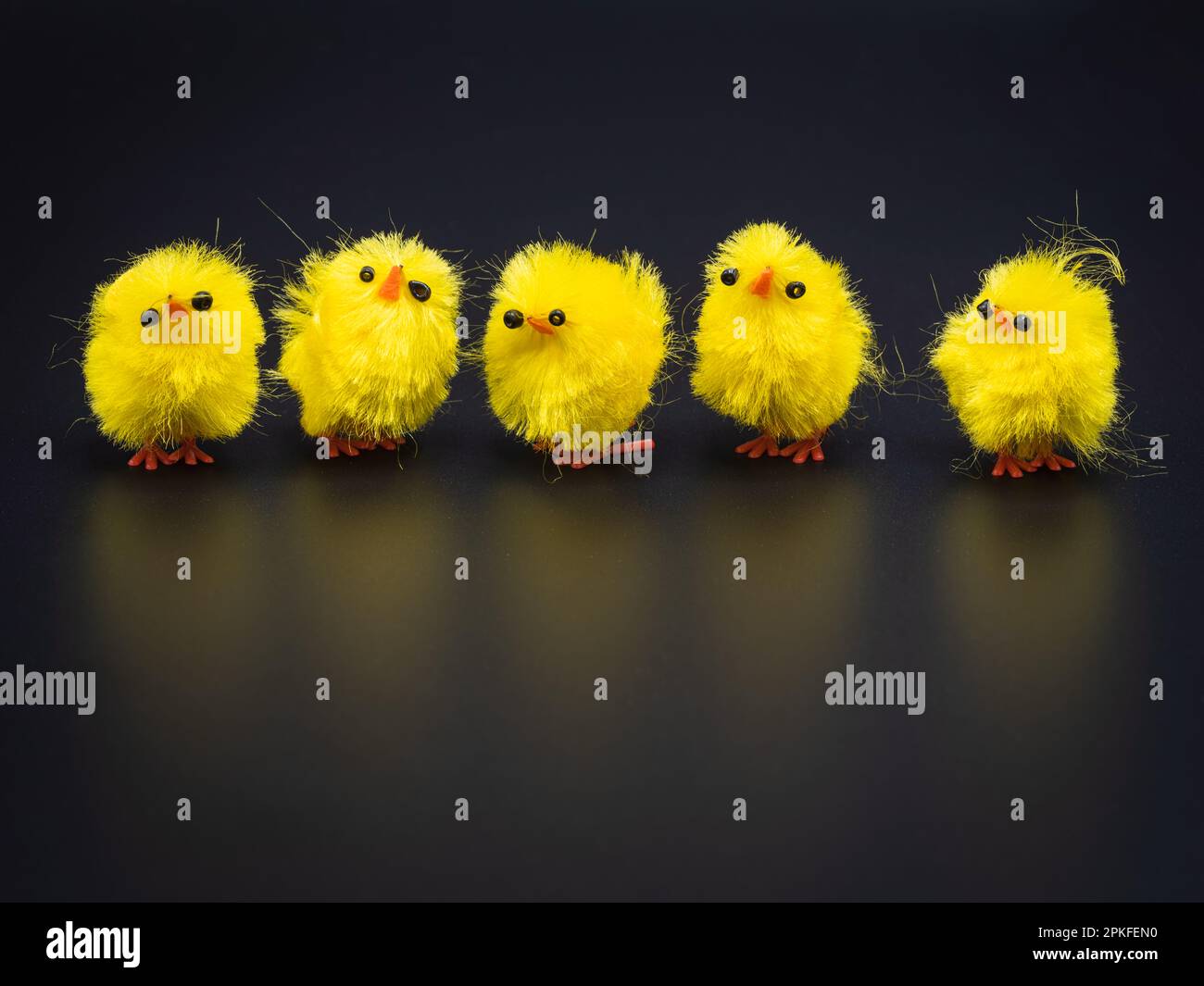Une rangée de petits poulets jaunes moelleux, disposés pour la décoration de Pâques dans un studio - parfait sujet de photographie macro sans personne. Banque D'Images