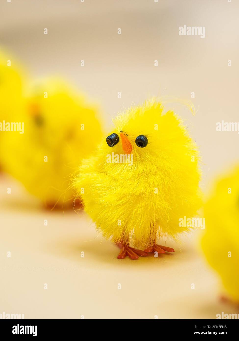 Des poulets jaunes moelleux, disposés pour la décoration de Pâques dans un studio - parfait sujet de photographie macro sans personne. Banque D'Images