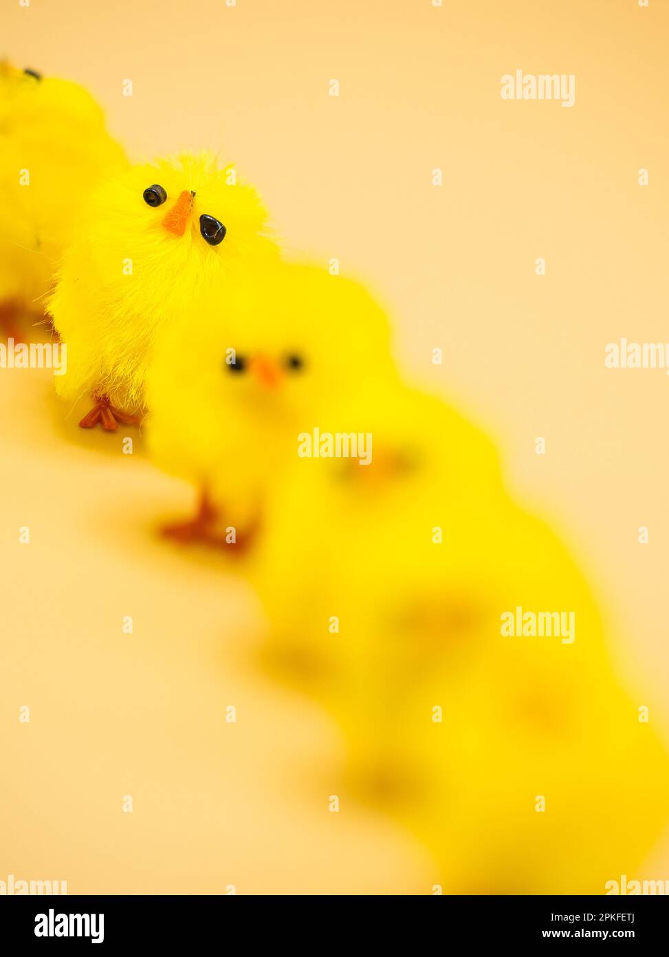 Des poulets jaunes moelleux, disposés pour la décoration de Pâques dans un studio - parfait sujet de photographie macro sans personne. Banque D'Images
