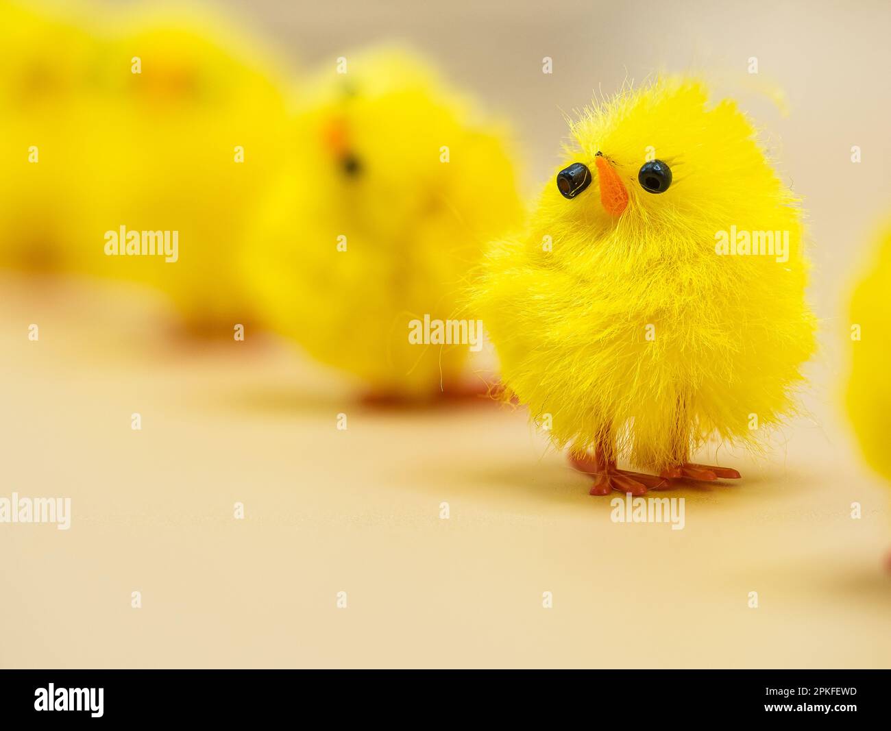 Des poulets jaunes moelleux, disposés pour la décoration de Pâques dans un studio - parfait sujet de photographie macro sans personne. Banque D'Images