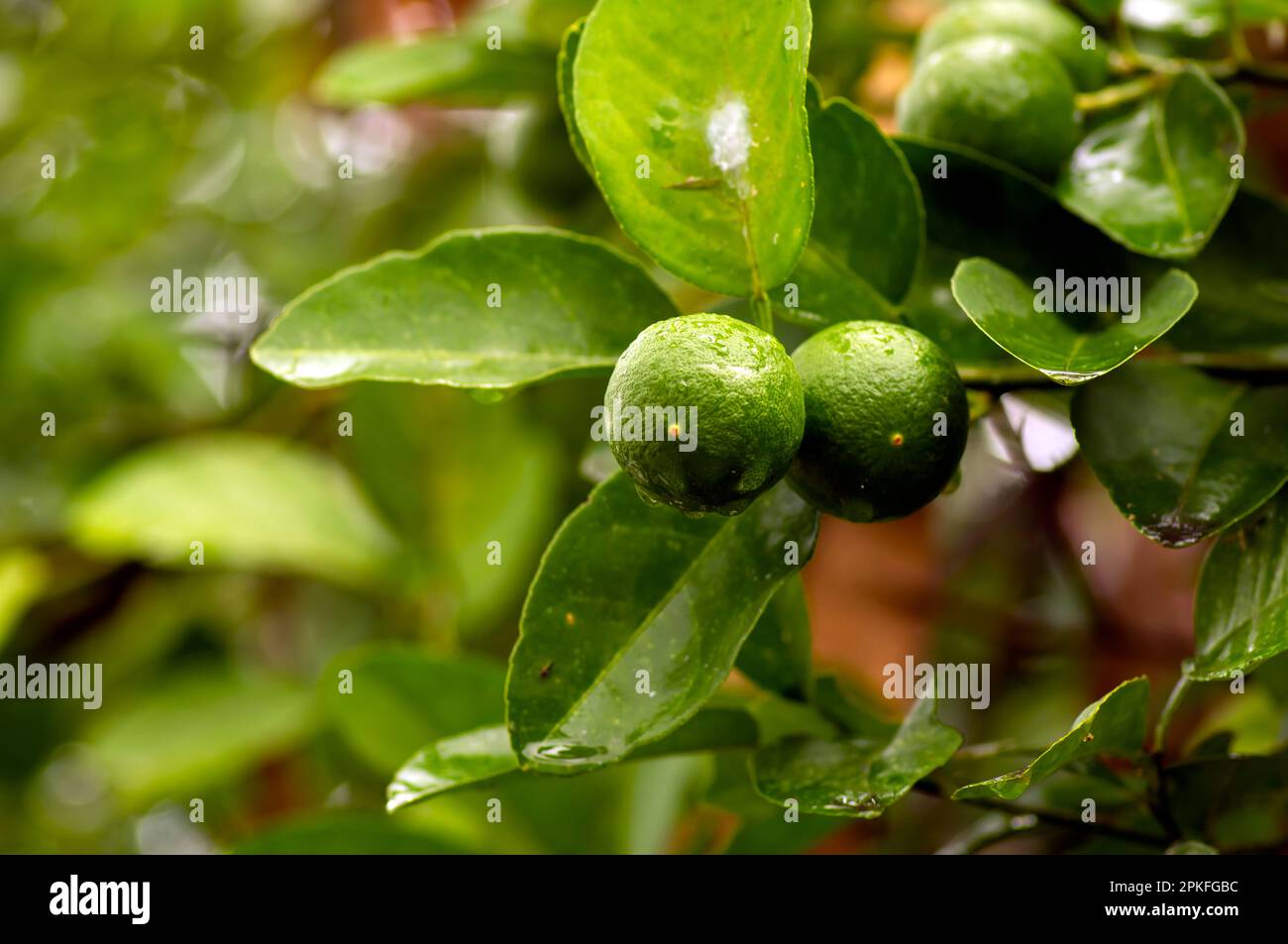Citron frais, citron vert (Citrus aurantifolia) sur l'arbre Banque D'Images