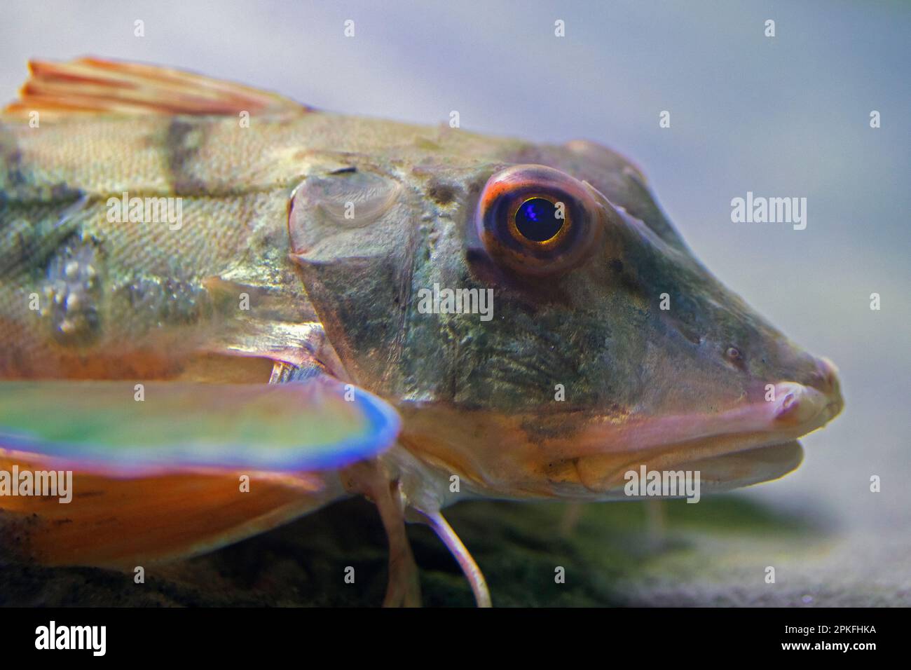 Bain de gurnard / gurnard saphirine / poisson-tube / tubfish / gurnard jaune (Chelidonichthys lucerna) natation sous l'eau sur le plancher de la mer du Nord Banque D'Images