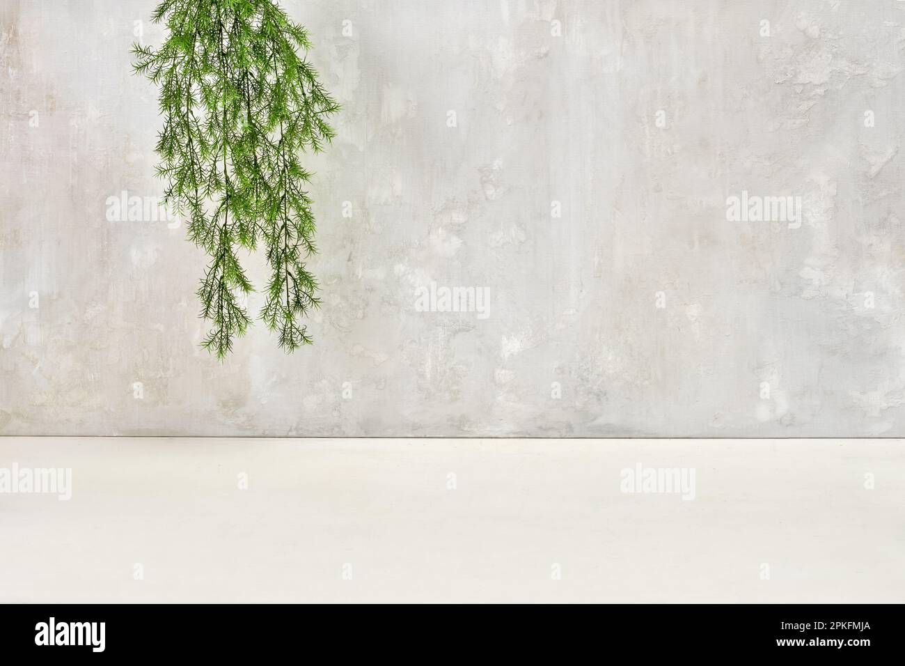 Plante verdoyante luxuriante avec de minuscules feuilles suspendues à l'envers contre un mur de couleur blanche Banque D'Images