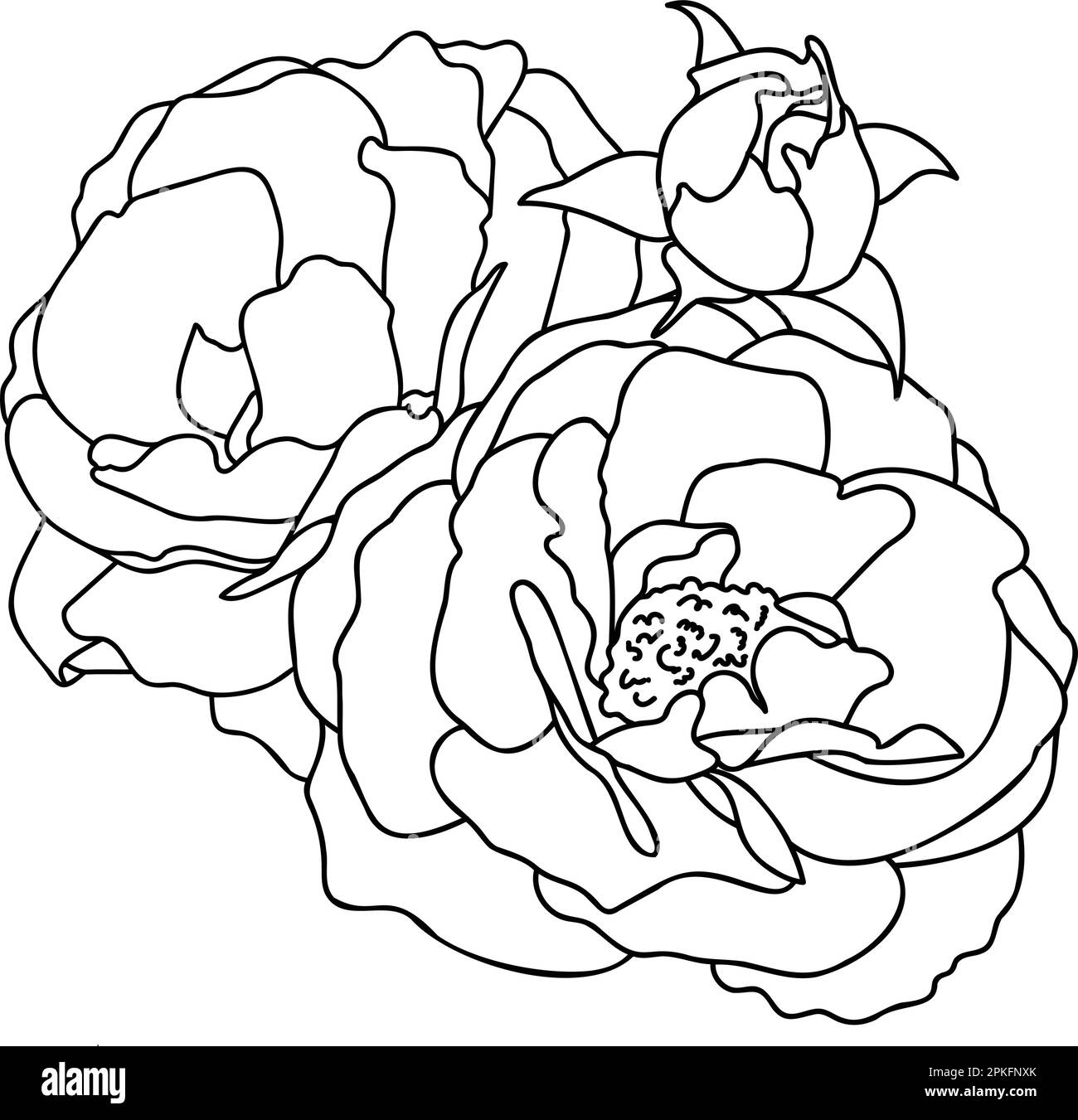Illustration représentant une rose dessinée à la main dans un vecteur. Esquisses, dessin au trait Illustration de Vecteur
