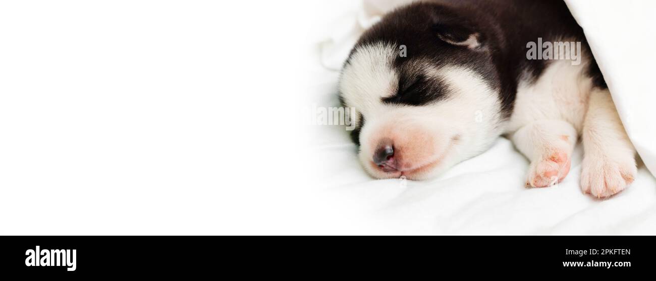 Un chiot Husky moelleux dort sous une couverture blanche sur un lit à la maison Banque D'Images