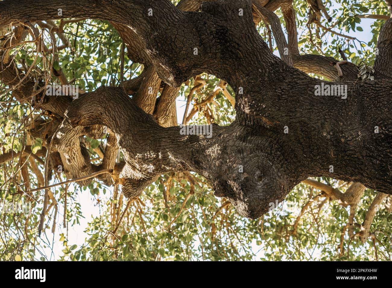 Auvent d'arbre vu de dessous. Arbre Phytolacca dioica. Banque D'Images