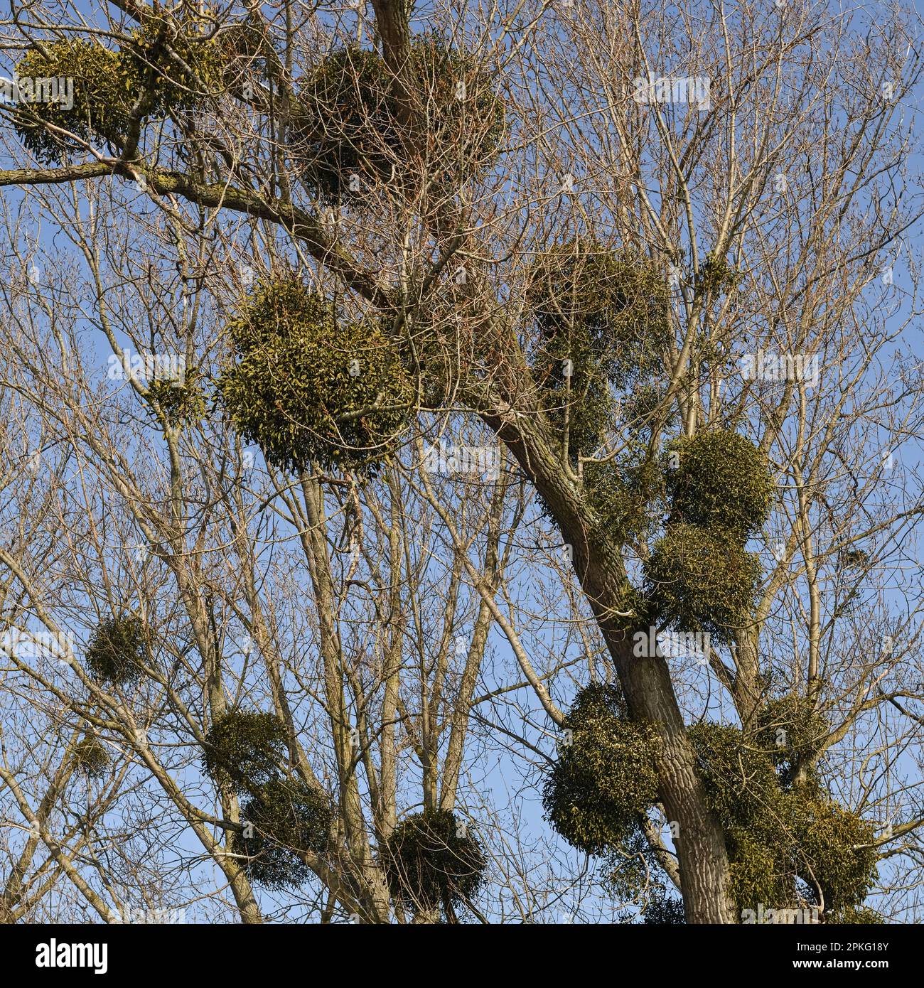 Parasites... GUI à mouillage blanc ( Viscum album ), GUI à bois dur du Bas Rhin, GUI dans l'arbre Banque D'Images