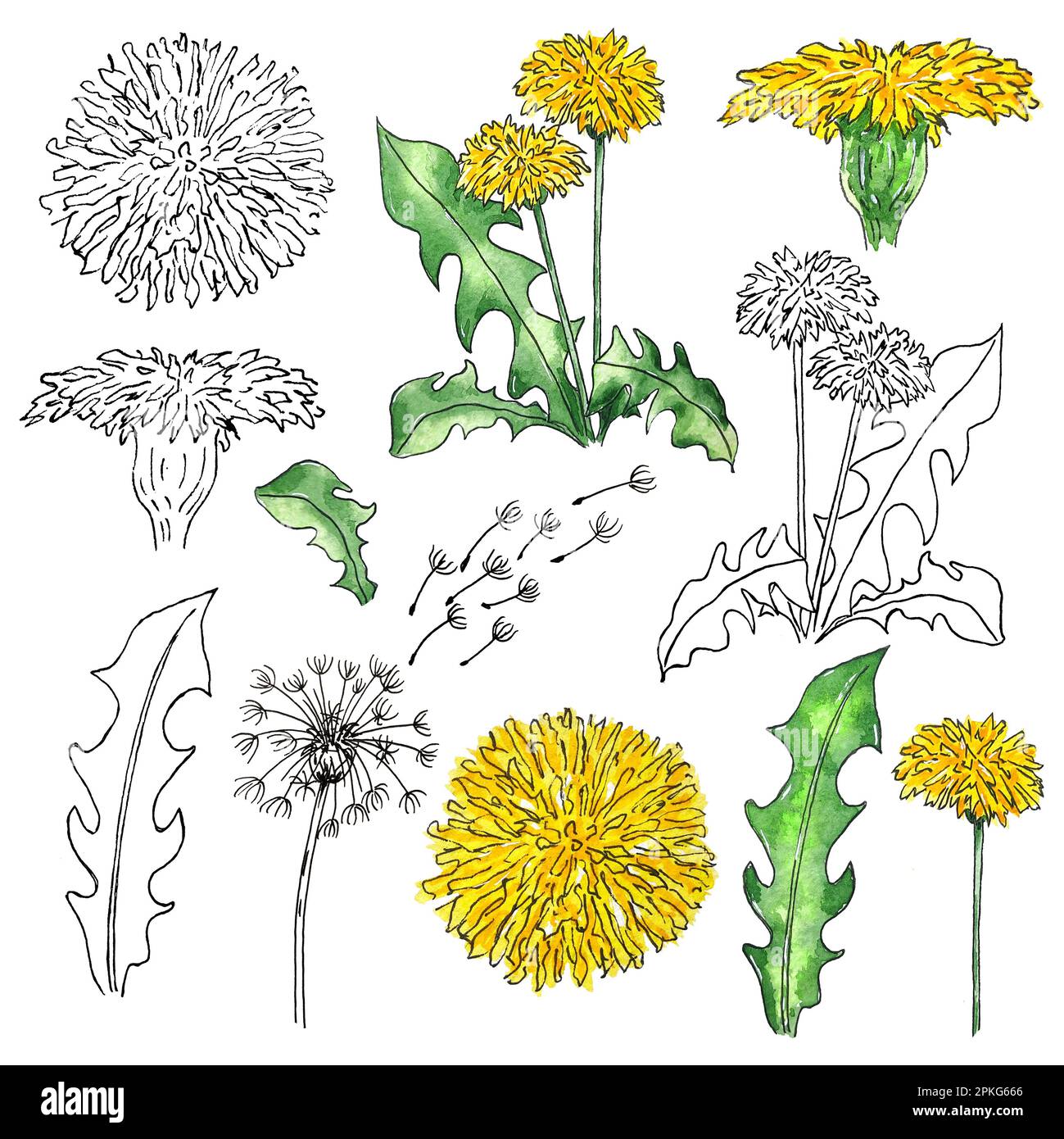 Clipart aquarelle de fleurs sauvages en pissenlit dessinées à la main pour les mariages, les fêtes et les décorations. Illustrations isolées sur fond blanc Banque D'Images