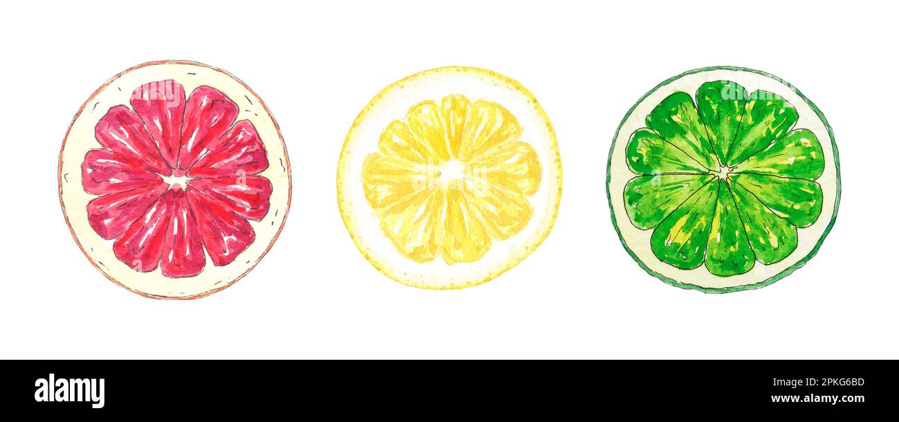 Tranches de pamplemousse, de citron et d'orange aquarelle peintes à la main dans un style botanique pour les fêtes, les mariages, le logo et la conception alimentaire. Agrumes tropicaux Banque D'Images