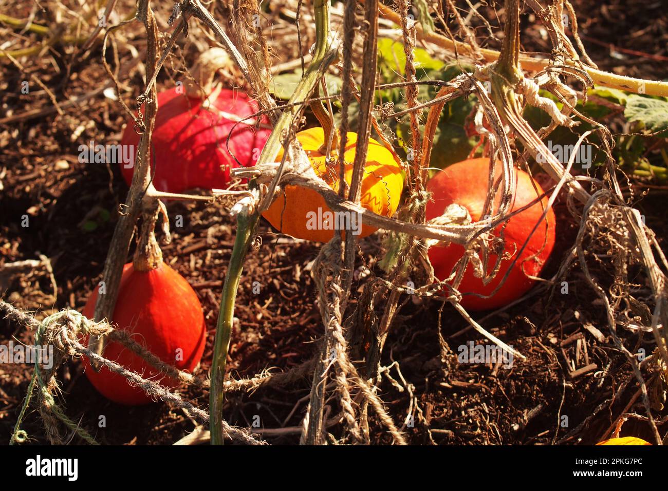 Les fruits de courge poussent sur un cadre de corde pour garder les produits hors du sol pour économiser de l'espace dans le jardin Banque D'Images