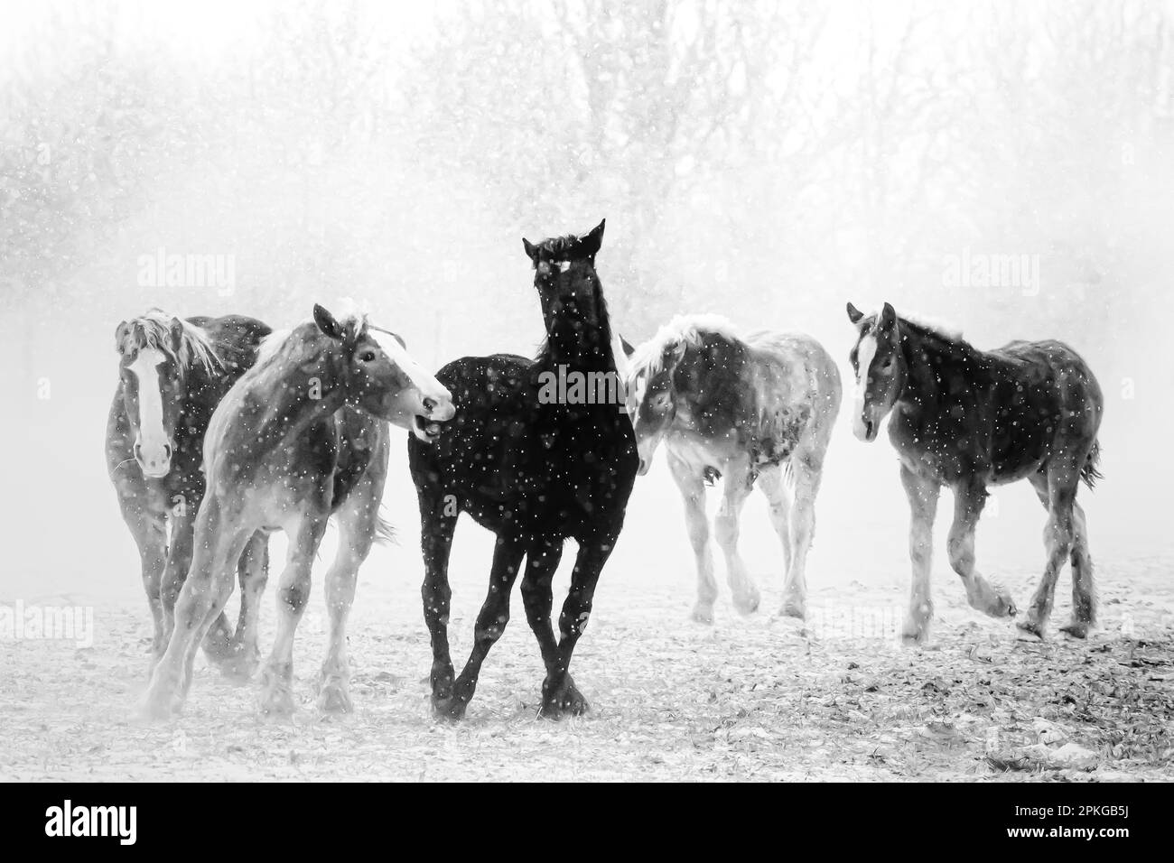 Les Amish travaillent des chevaux qui tournent autour d'un pâturage dans la neige qui souffle dans le centre du Michigan, aux États-Unis Banque D'Images