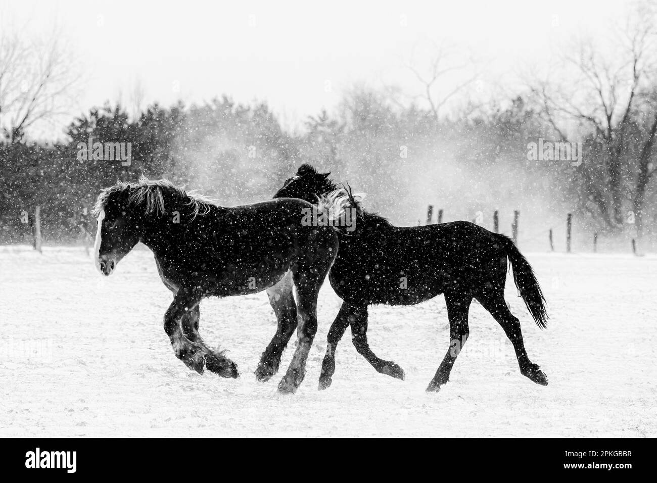 Amish travaille des chevaux dans le centre du Michigan, aux États-Unis Banque D'Images