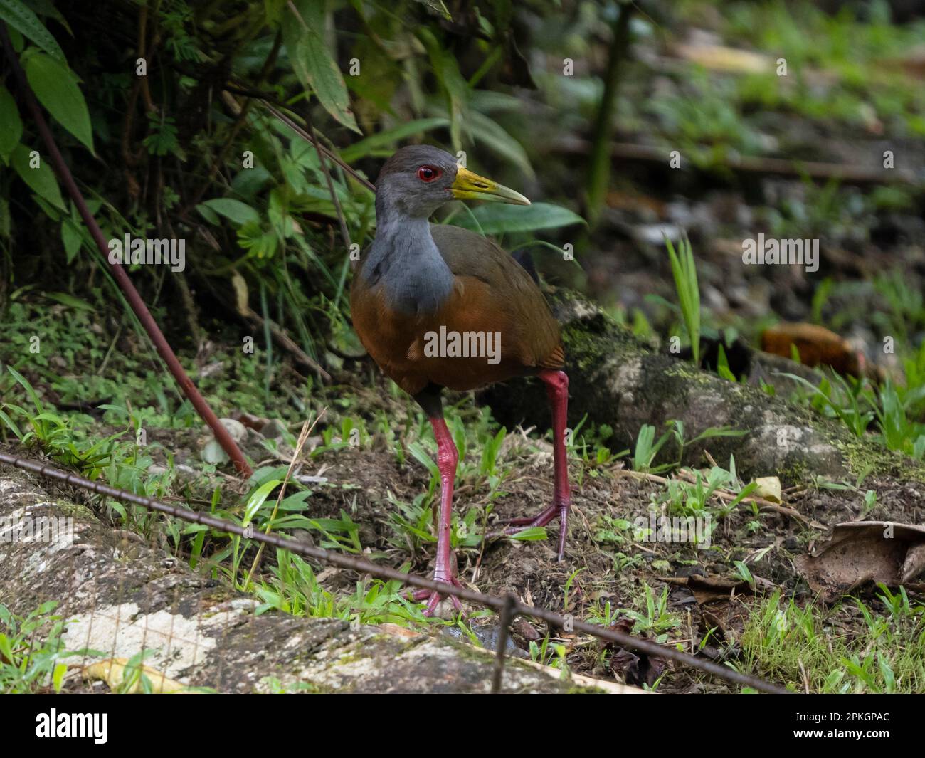 Rail en bois à capot gris, (Aramides cajaneus), Esquinas Rainforest Lodge, Costa Rica Banque D'Images
