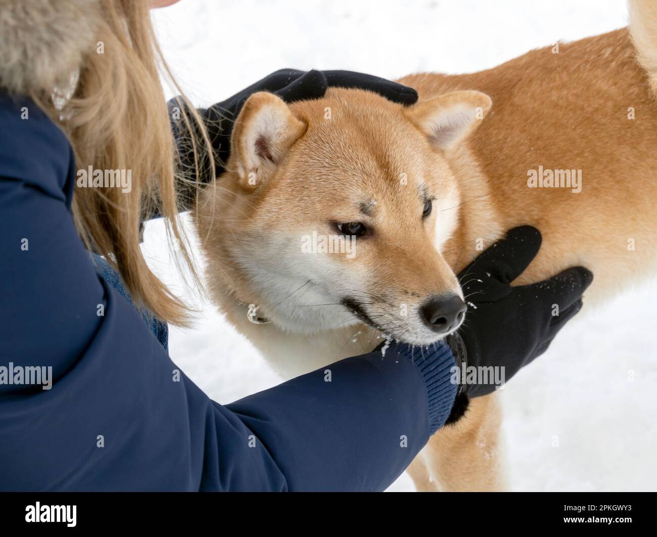 Le chien japonais à poil rouge est dans la forêt d'hiver. Portrait du magnifique Shiba inu mâle debout dans la forêt sur le fond de neige et d'arbres. Photo de haute qualité. Marchez en hiver Banque D'Images