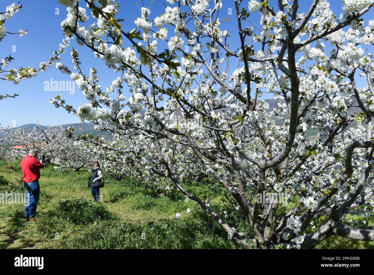 A person poses among several cherry trees in cherry blossom in the Jerte Valley, April 4, 2023, in Caceres, Extremadura, Spain. The cherry blossom heralds the arrival of spring, dyeing the Cáceres landscape white, although its flowering is closely linked to weather conditions. This year it has been delayed because it has been quite cold during the months of January and February. In addition, flowering does not occur uniformly. First the lower and warmer areas of the Valley bloom, and the process progresses until it culminates in the higher and colder areas. The more than half a million cherry  Banque D'Images