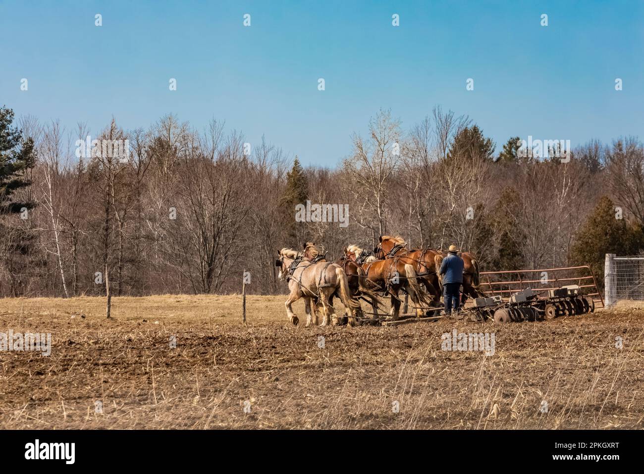 Préparation du sol à l'aide d'une machine à démouiller tirée par des chevaux sur une ferme Amish dans le centre du Michigan, aux États-Unis [pas de version du modèle; licence éditoriale uniquement] Banque D'Images