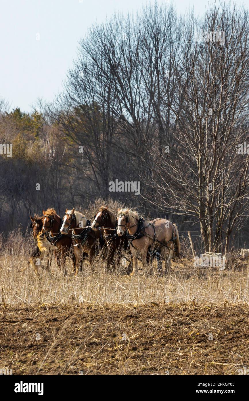 Préparation du sol à l'aide d'une machine à démouiller tirée par des chevaux sur une ferme Amish dans le centre du Michigan, aux États-Unis [pas de publication ; licence éditoriale uniquement] Banque D'Images
